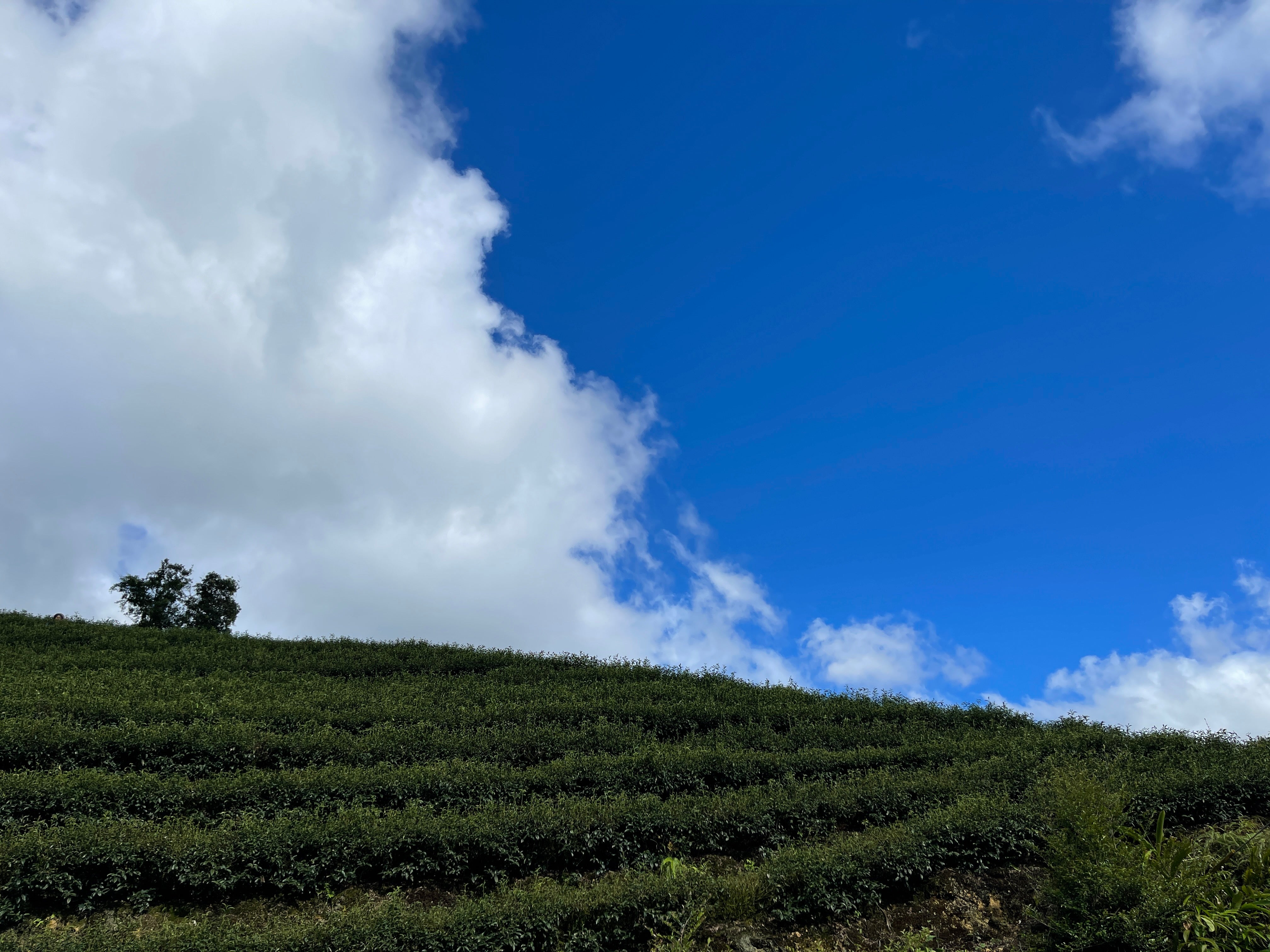 What is "additive-free" tea? Why is it important?