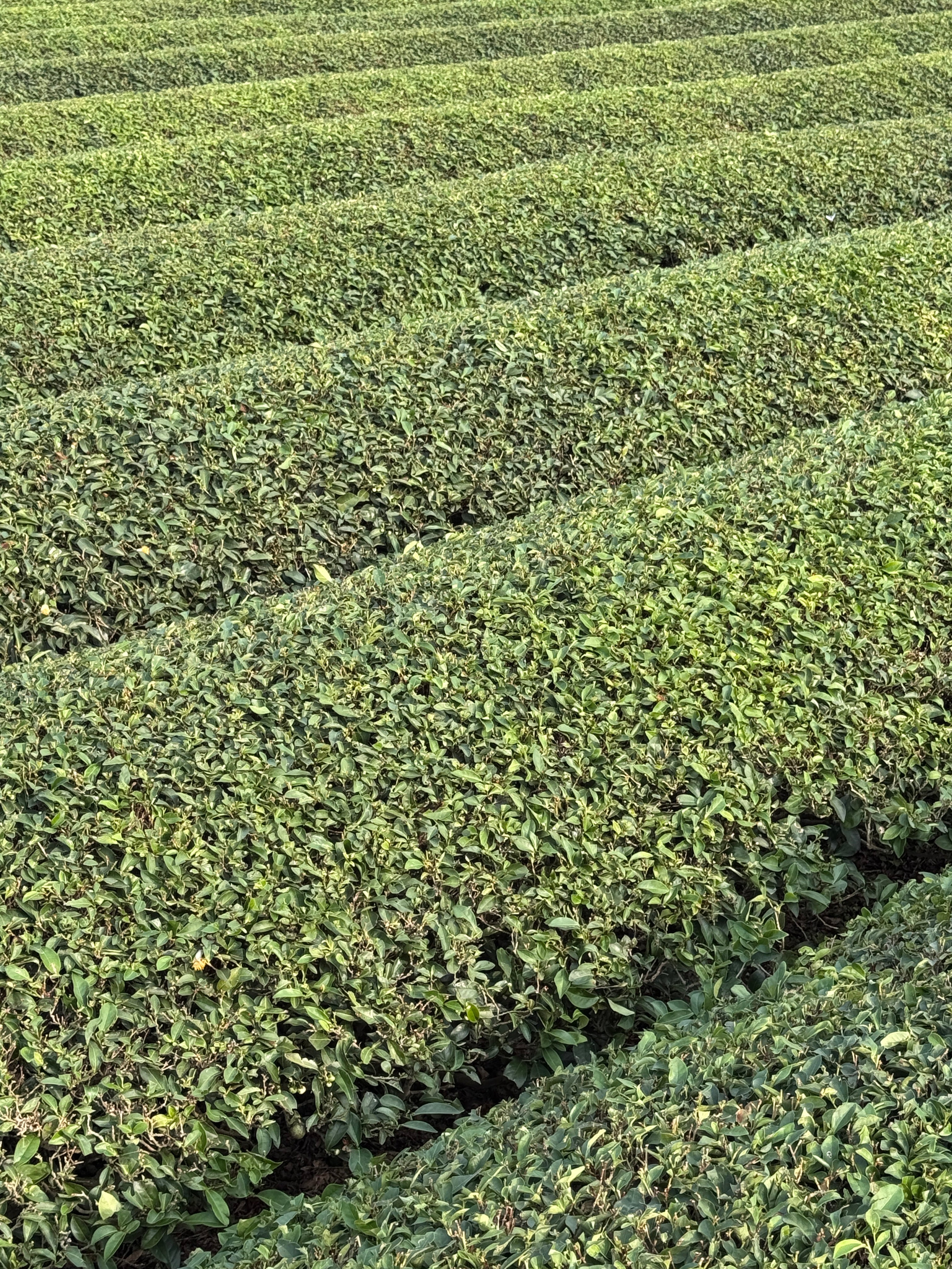 坪林伴手禮推薦｜在地百年茶農嚴選包種茶禮盒・Leaflow